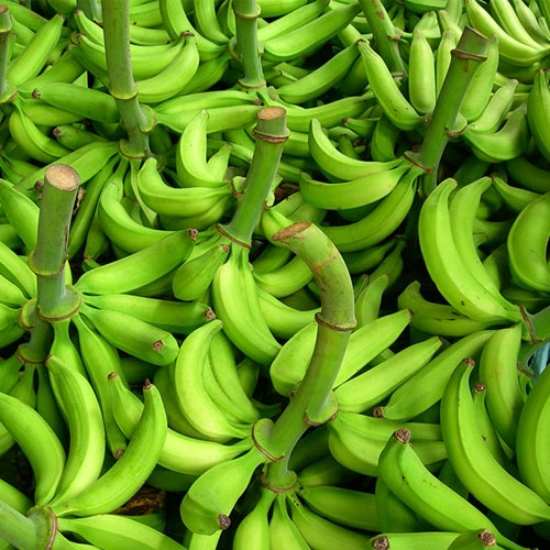 G9 Cavendish  Banana-5000