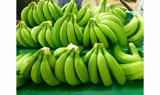G9 Cavendish  Banana