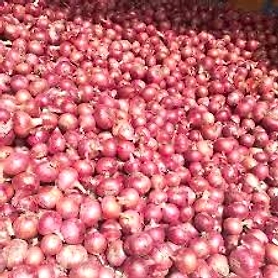 Onion