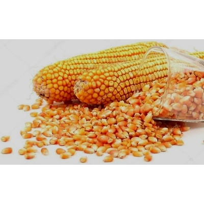 Maize