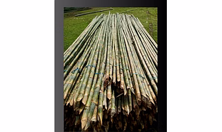 BAMBOO