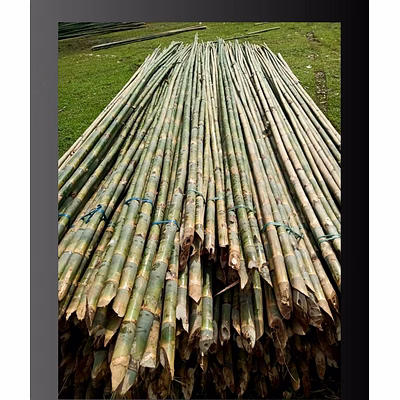 bamboo