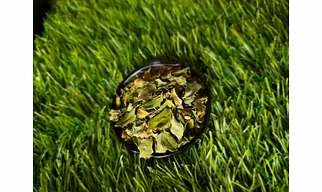 Moringa or Drumstick Leaves