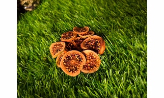Dried Gauva