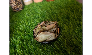 Curry Leaf