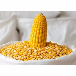 maize