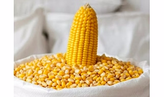 maize