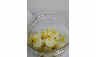 Ghee Diya 7 grams