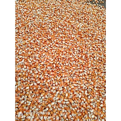 Yellow Maize