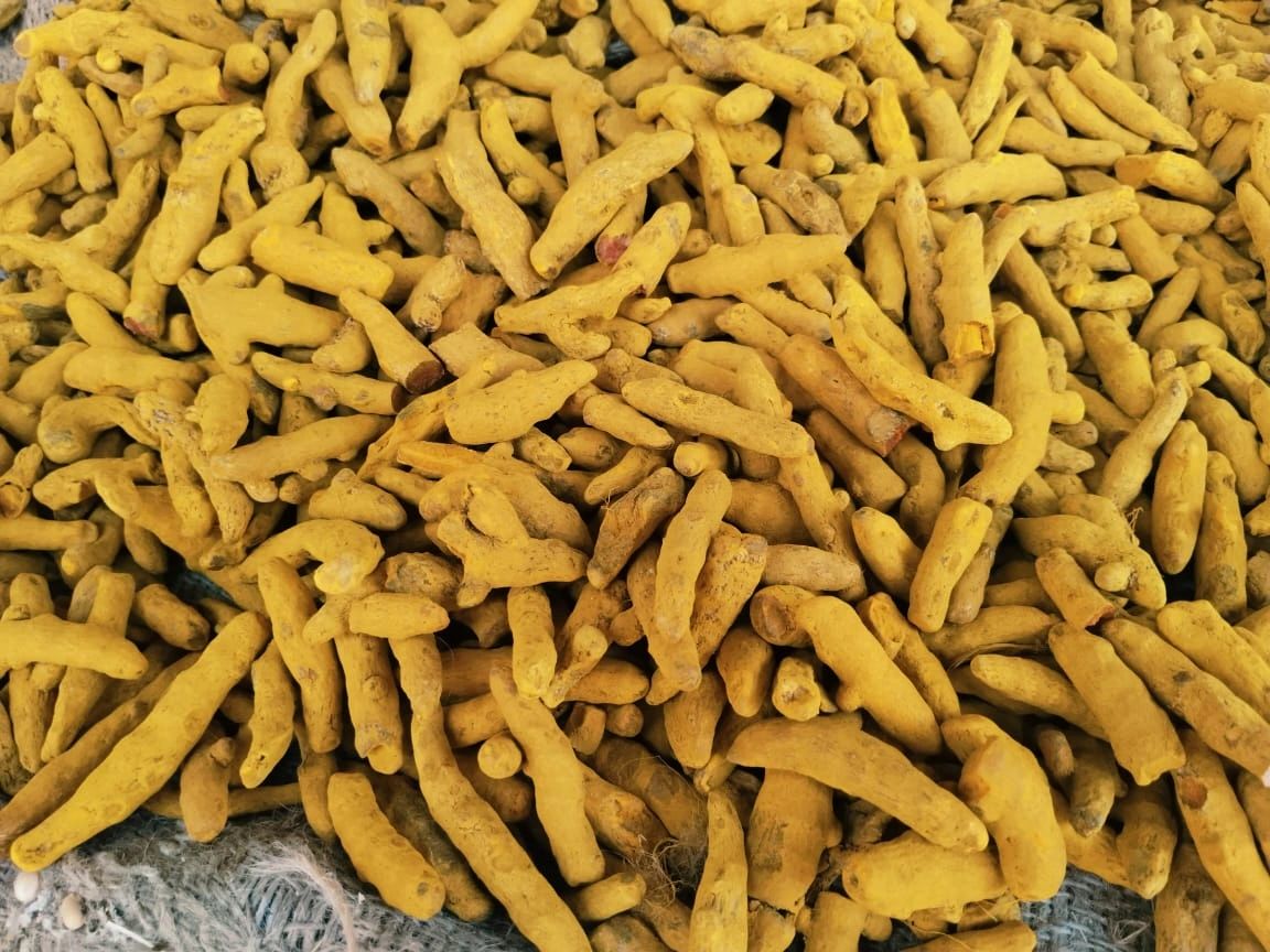 Turmeric fingers-12574134