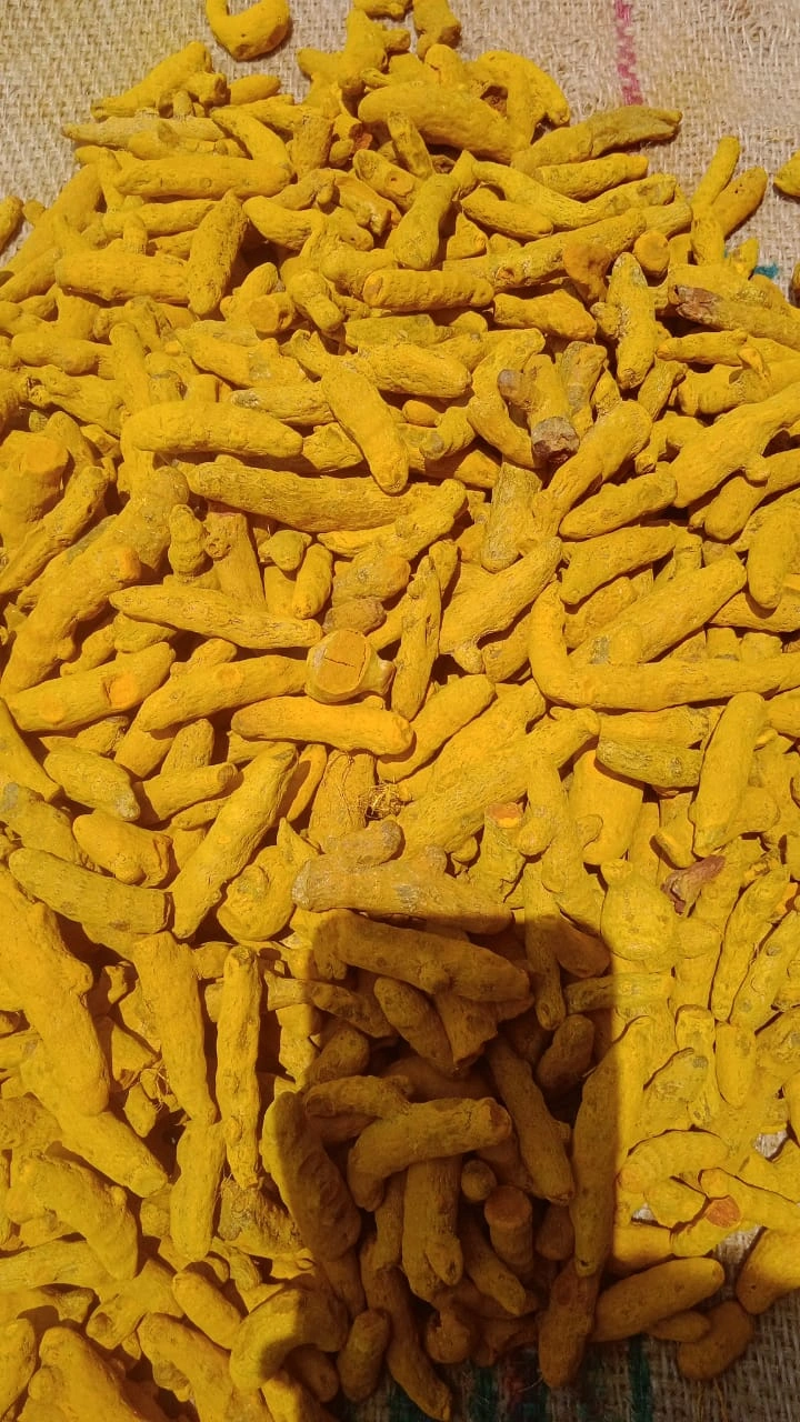 Turmeric fingers-1