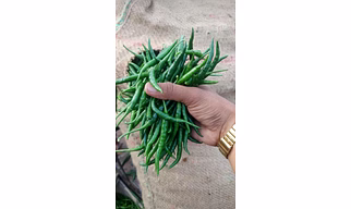 G4 Variety Green Chillies