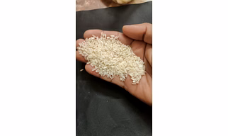 IR 64 rice