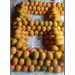 alphonso mangoes sindhudurga