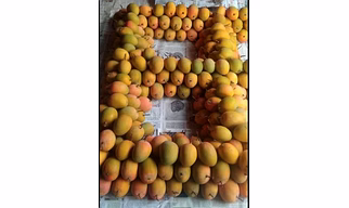 Alphonso Mangoes - Ratnagiri