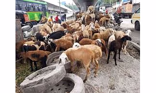 Sheep, Livestock
