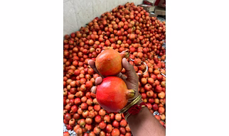 Pomegranates