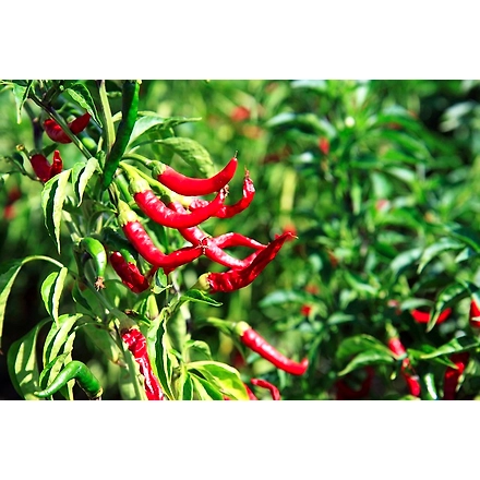 Red Chili Powder-1