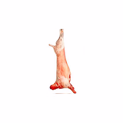 DUMPUK MEAT SHEEP/LAMB/GOAT-12545386