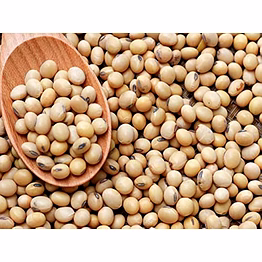 soya bean