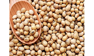 SOYA BEAN