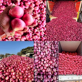 satjal red onion (nashik origin)