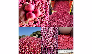Red Onion (Nashik Origin)