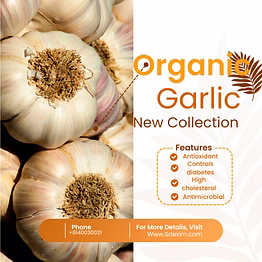garlic