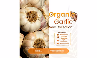 Garlic