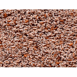 psyllium seeds