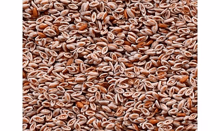 Psyllium Seeds