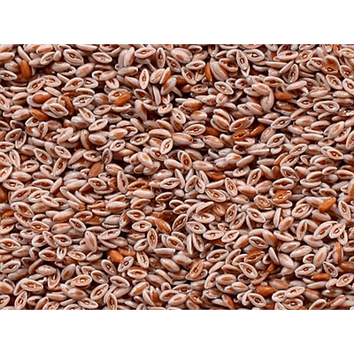 psyllium seeds