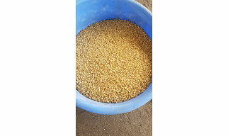 Soyabean Meal