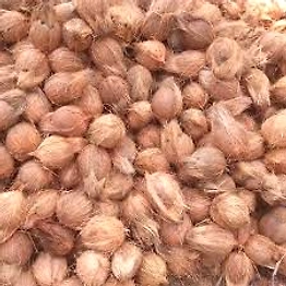 Semi Husked Coconut