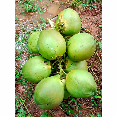 big size tender coconut
