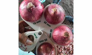 Red Onions