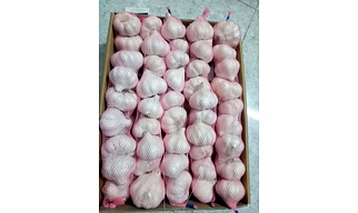 GARLIC