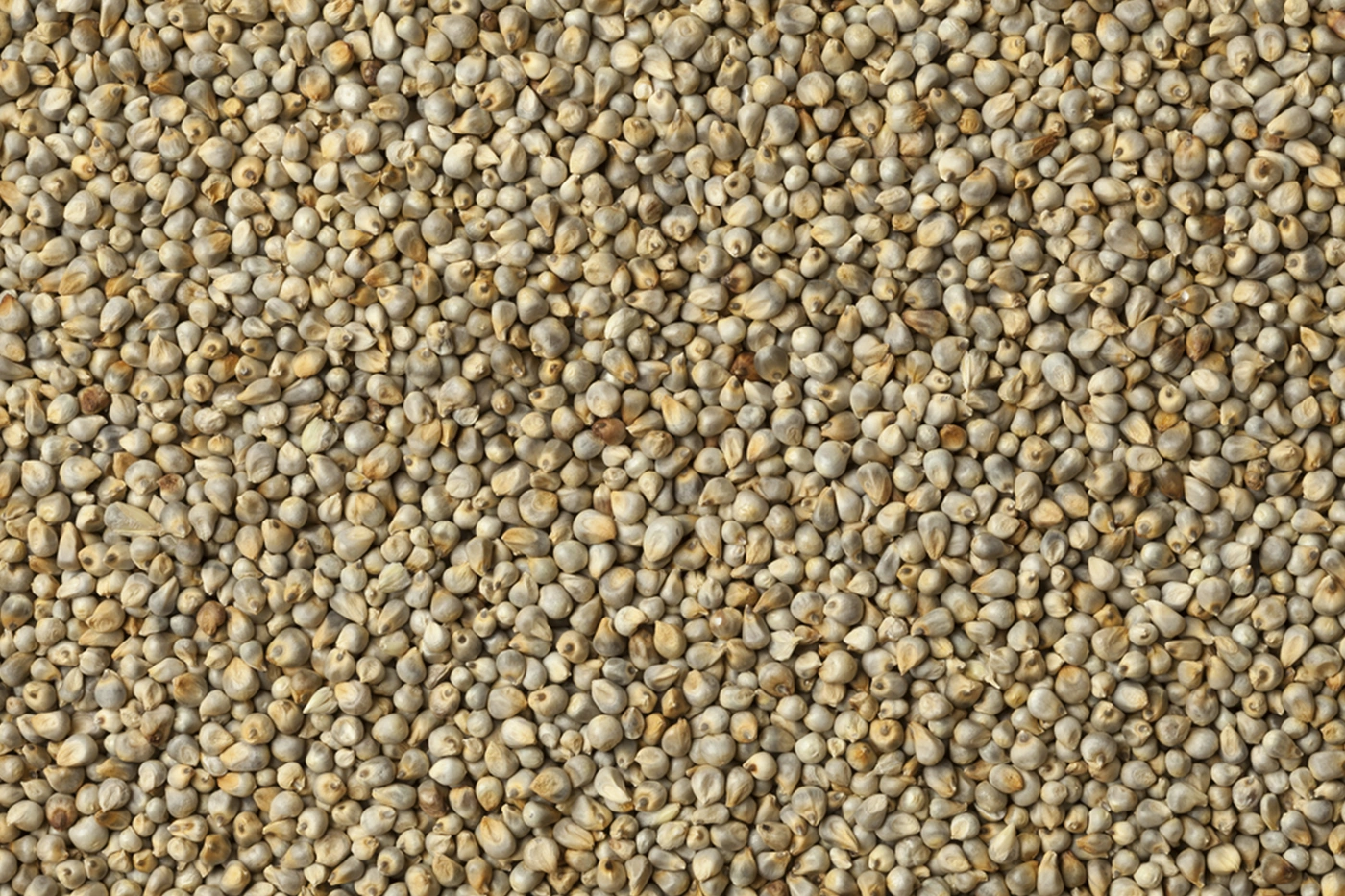 Pearl  Millet-12600848