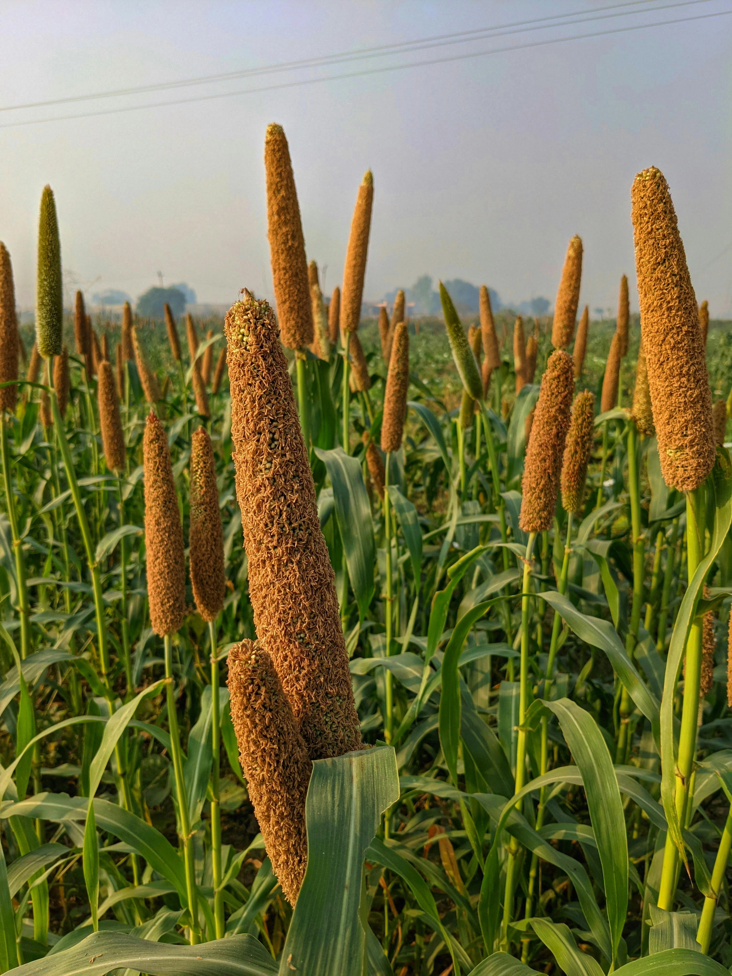 Pearl  Millet-2