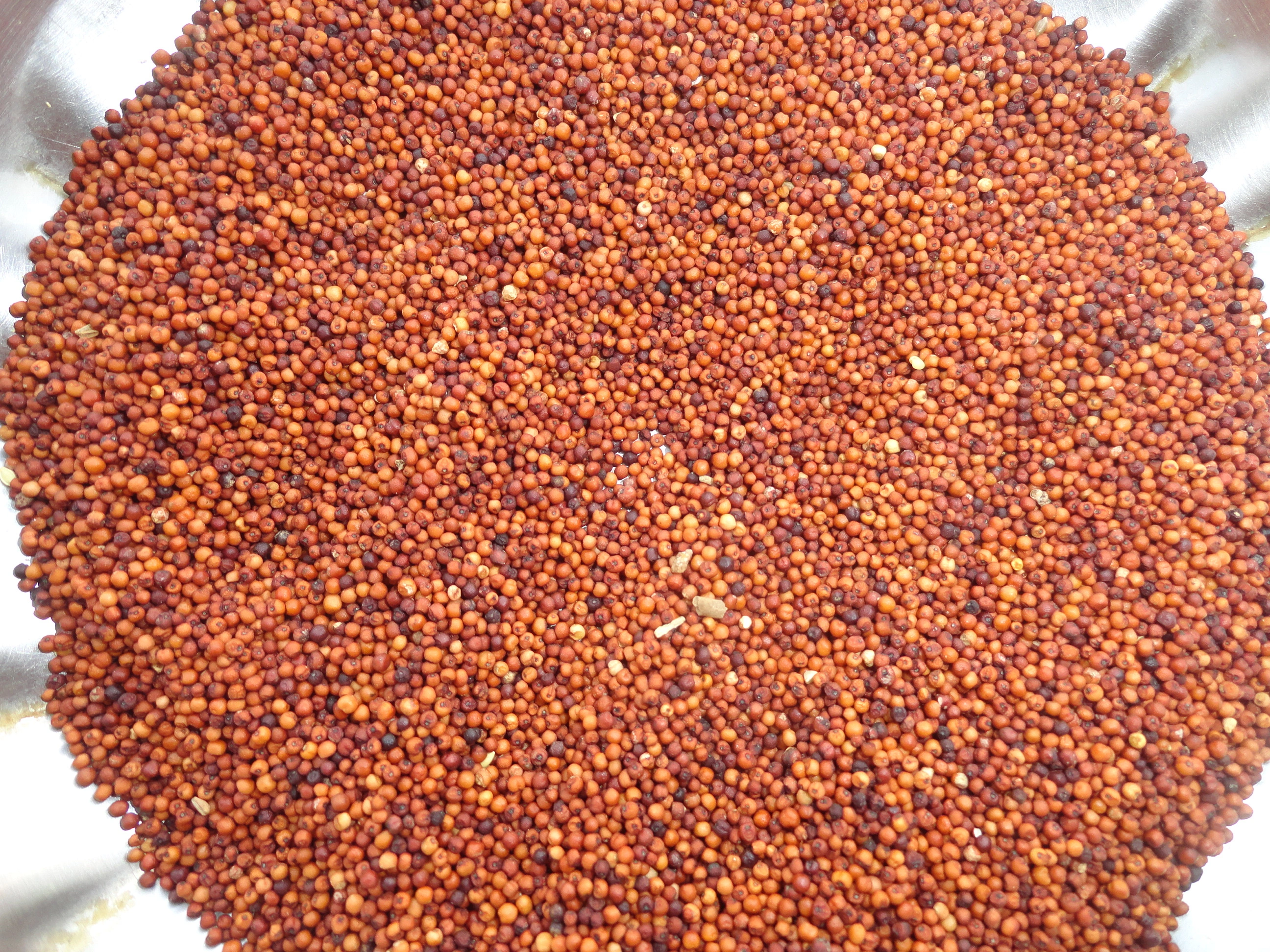 Finger Millet-1