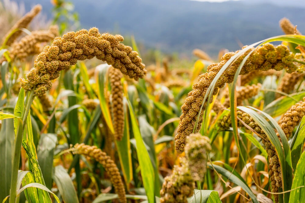 Foxtail Millet-3