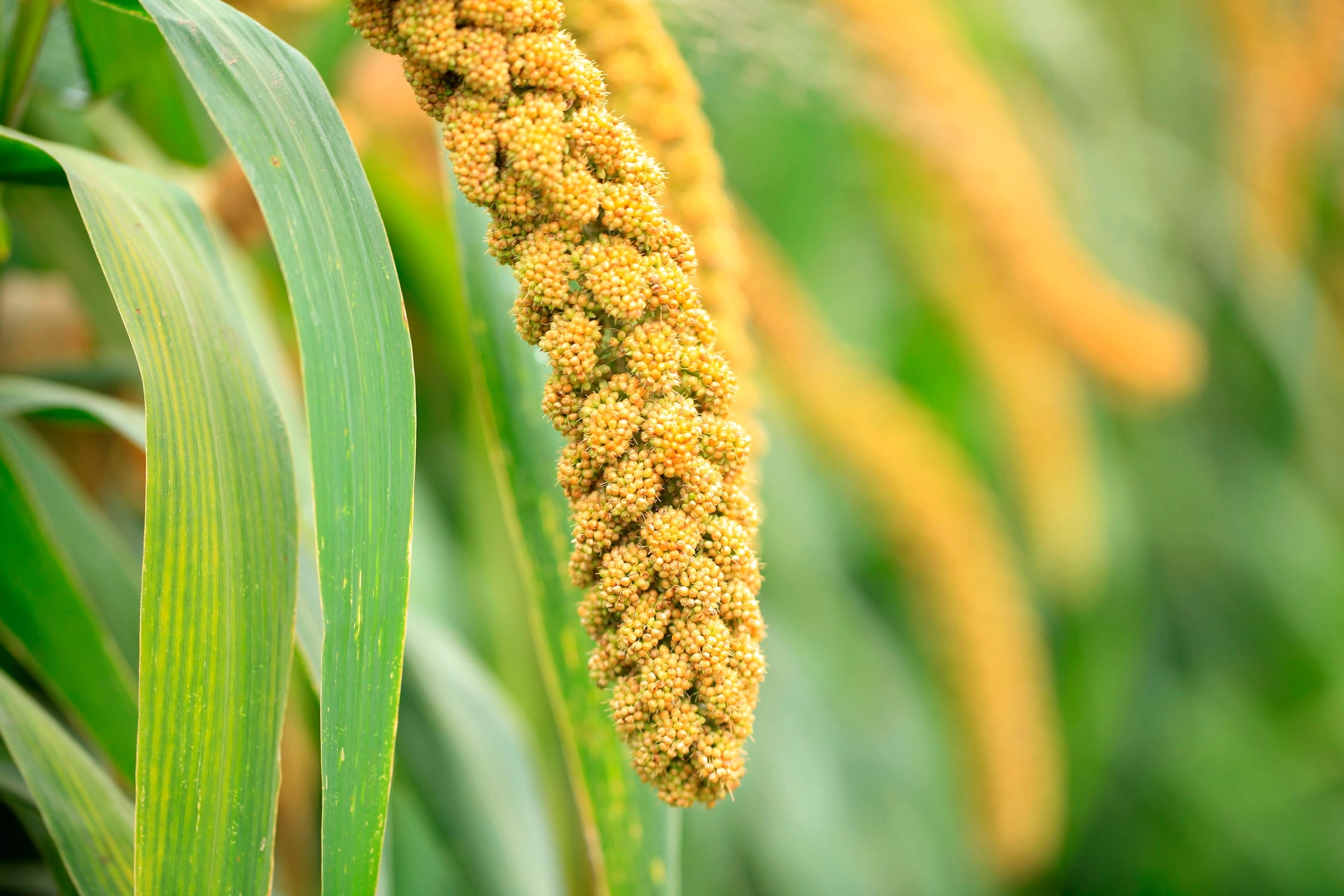 Foxtail Millet-4