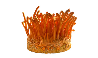 CORDYCEPS MUSHROOM Powder extract