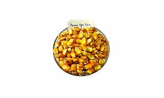 Yellow Maize