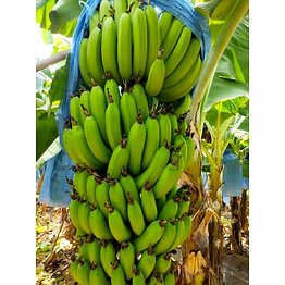 moon banana banana