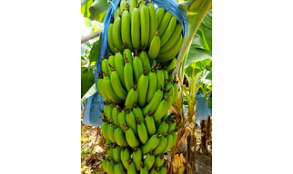 BANANA