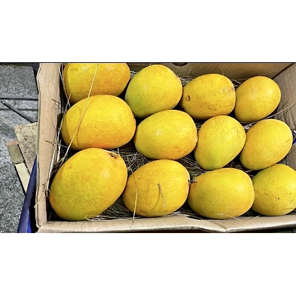 ALPHONSO MANGO-1