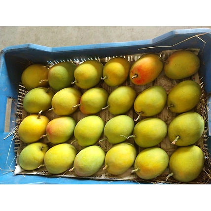 ALPHONSO MANGO-2