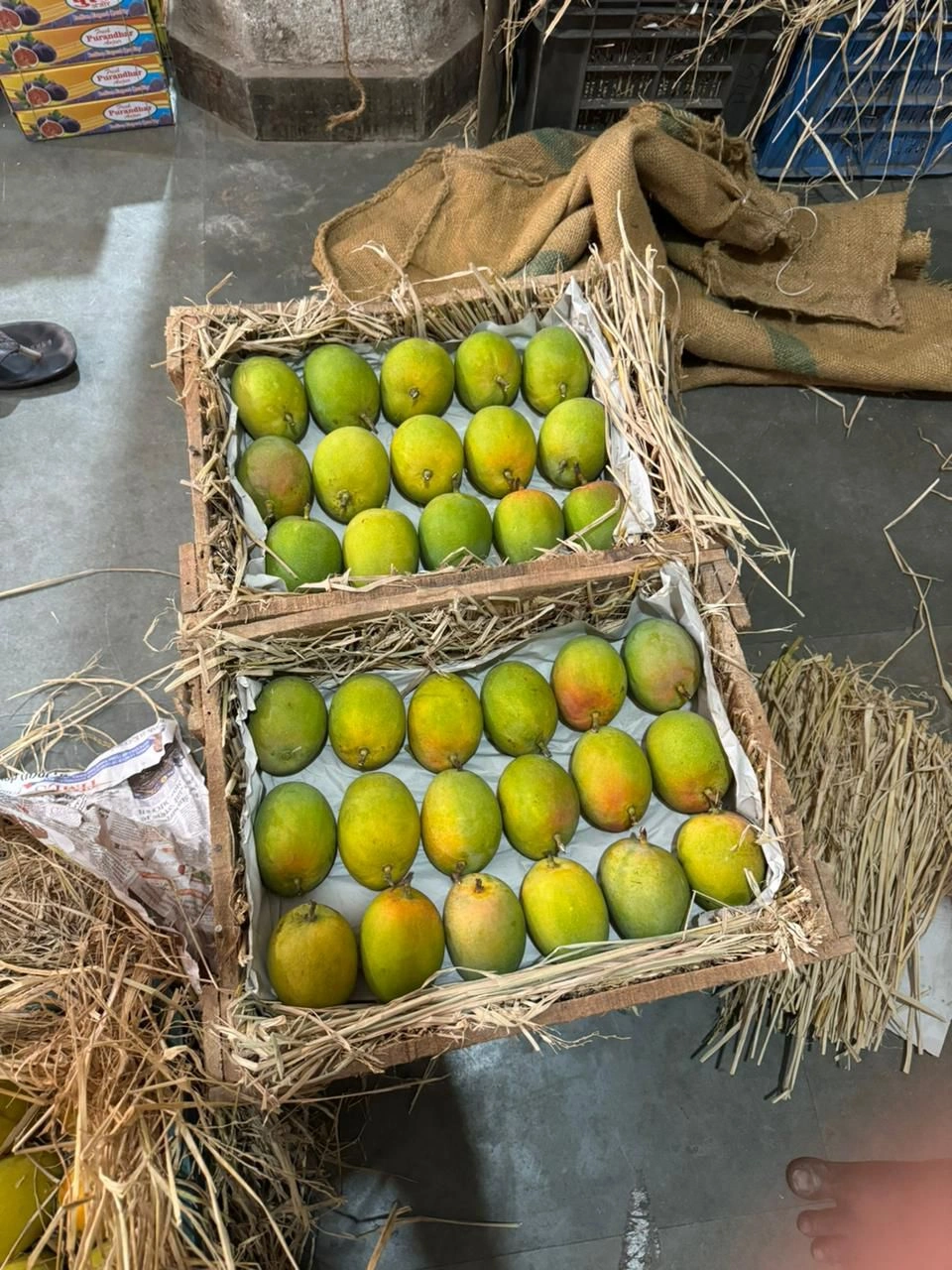 ALPHONSO MANGO-3