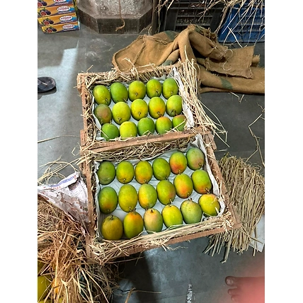 ALPHONSO MANGO-3